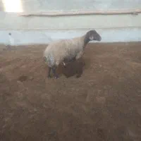 میش وبره ۲۶ میلیون|حیوانات مزرعه|کوهدشت, |دیوار