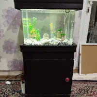 آکواریوم شیشه خم|ماهی|تهران, تهرانسر شمالی|دیوار