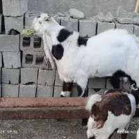 بز افغانی|حیوانات مزرعه|سیوان, |دیوار