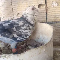 کبوتر دورگ معاوضه با نر سینه ای