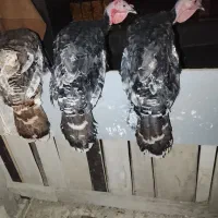 بوقلمون دونه ای ۱۸۰۰