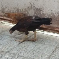 جوجه لاری|حیوانات مزرعه|تربت‌حیدریه, ده پائین|دیوار