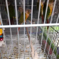 جمع آوری گرینچیک سرلاکی|پرنده|بجنورد, |دیوار