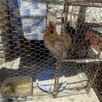 خروس