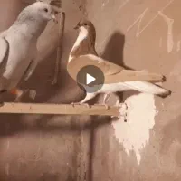 چپ زرد کفتر