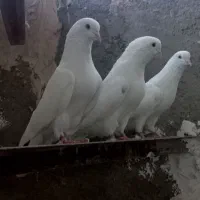 کفتر پرشی شمرونی|پرنده|تهران, آسمان|دیوار