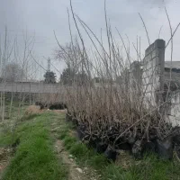 نهال صنوبر برگ پهن