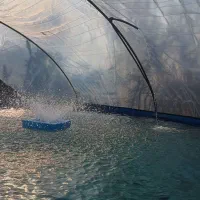 فروش ماهی قزل الا در مزرعه پرورش ماهی فوری