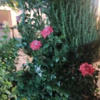 باغبانی و هرس درختان و گلها|خدمات باغبانی و درختکاری|تهران, باغ فیض|دیوار