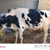 فروش گاو با گوساله نر چهارماهه|حیوانات مزرعه|چرام, |دیوار