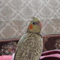 عروس هلندی گمشده|پرنده|تهران, شوش (باغ آذری)|دیوار