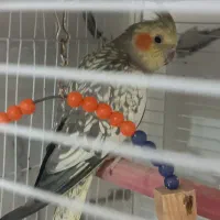 مرغ عروس ماده