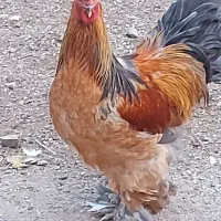 فروش برهما و مرغ خروس امریکایی و سیلور