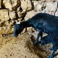 میش دوقلوزا با 6بره سالم و سرحال