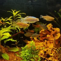 اکواریوم ماهیران|ماهی|اصفهان, بهارستان|دیوار