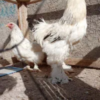 یک جفت مرغ خروس برهما|حیوانات مزرعه|سجاس رود, |دیوار