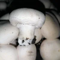 قارچ دکمه ای