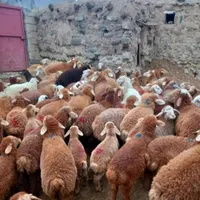 فروش‌گوسفندمستقیم ازدامداری همراه قصاب مجرب|حیوانات مزرعه|تهران, بلوار کشاورز|دیوار