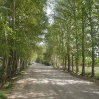 500متر-باغ-فیروز-بهرام-اسدنژاد