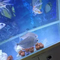 دالر بسیار زیبا دو عدد