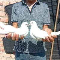 کبوتر سفیدچشم و نوک سفید قنار و ذات قدیم
