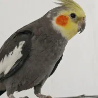 عروس هلندی نر