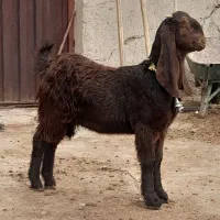 بزغاله ماده پاکستانی ( میش )|حیوانات مزرعه|لنجان, |دیوار