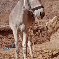 الاغ