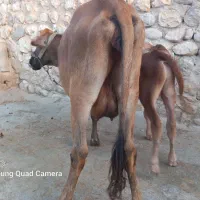 گاو‌گوساله