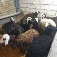 فروش گوسفند ماده