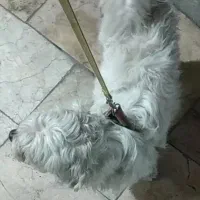 سگ شیتزو تیلیر معاوضه با کفتر