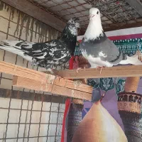 کبوتر فوق پرش