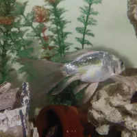 ماهی کوی و کت برنز|ماهی|تهران, جوادیه تهرانپارس|دیوار