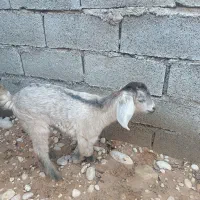 بز با کهره ماده|حیوانات مزرعه|آغاجاری, |دیوار