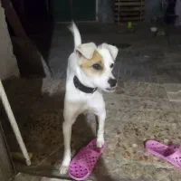 سگ گمشده|حیوانات|مشهد, پورسینا|دیوار