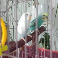 مرغ عشق دستی