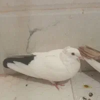 کفتر