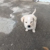 فروش تکی یا جفت