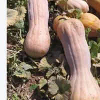 کدوتنبل(کولکه)اعلا