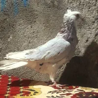 شازده سرور