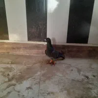 زاغ سبز چاپی گرفتنی|پرنده|نیشابور, ده حلاج|دیوار