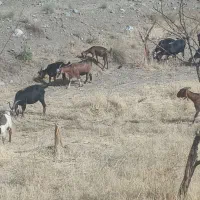 تیربز چاق وبز چاق