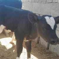 یک راس گوساله ماده شیری دوماهه