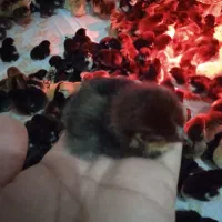 جوجه یک روزه گلپایگان