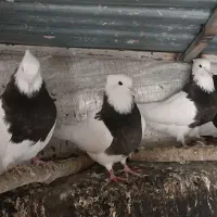 طوقی سرکه ای نرو ماده  نسل زرد هستن