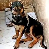 توله سرابی اصل ۸ ماهه نر