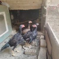 جوجه اوشامو