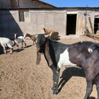 تکه پنجابی|حیوانات مزرعه|باخزر, |دیوار