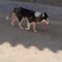 سگ هاسکی|سگ|اصفهان, گورت|دیوار