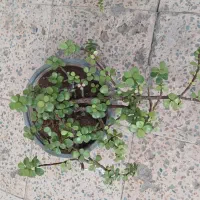 گلهای طبیعی|گل و گیاه طبیعی|اندیمشک, |دیوار